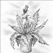 Picture Of Pencil Drawing Of Flower